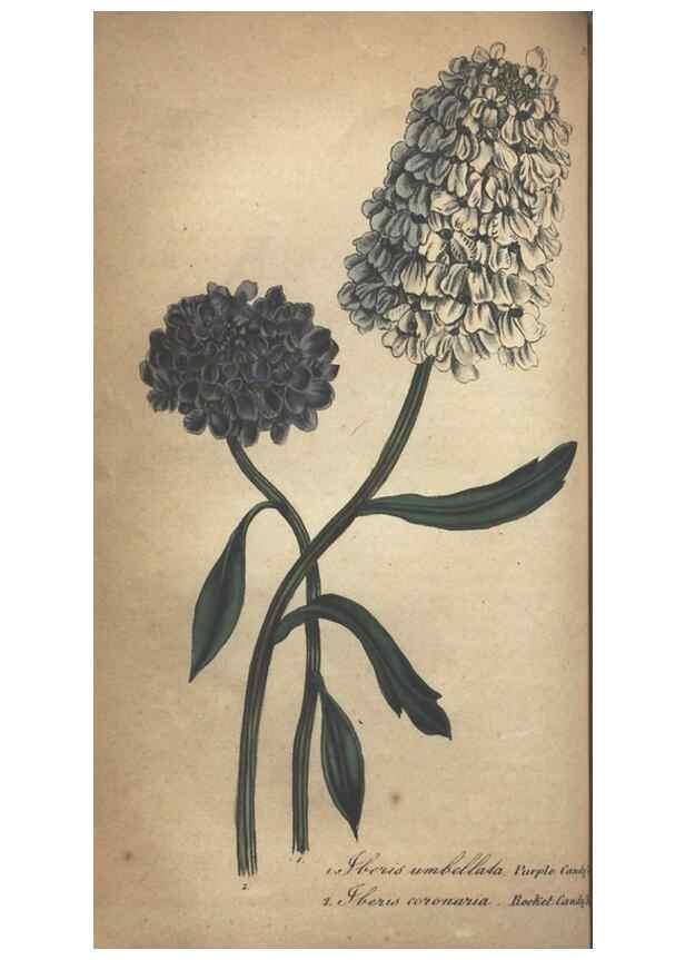 Reproducción/Reproduction 7351611588: The illustrated botany :. New York :J.K. Wellman,1846-1847.