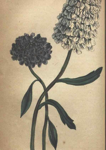 Reproducción/Reproduction 7351611588: The illustrated botany :. New York :J.K. Wellman,1846-1847.