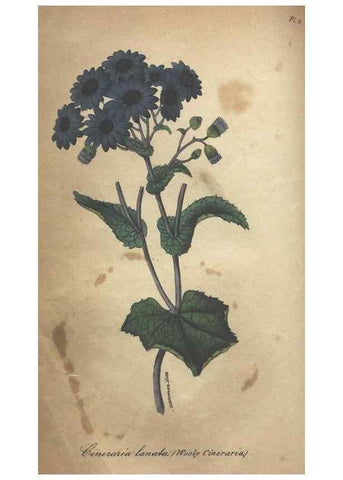 Reproducción/Reproduction 7351614048: The illustrated botany :. New York :J.K. Wellman,1846-1847.