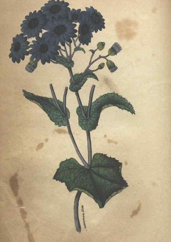 Reproducción/Reproduction 7351614048: The illustrated botany :. New York :J.K. Wellman,1846-1847.