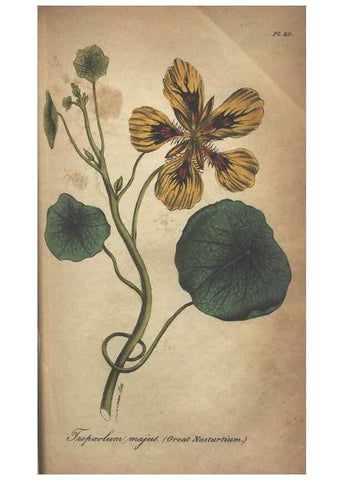 Reproducción/Reproduction 7166405339: The illustrated botany :. New York :J.K. Wellman,1846-1847.