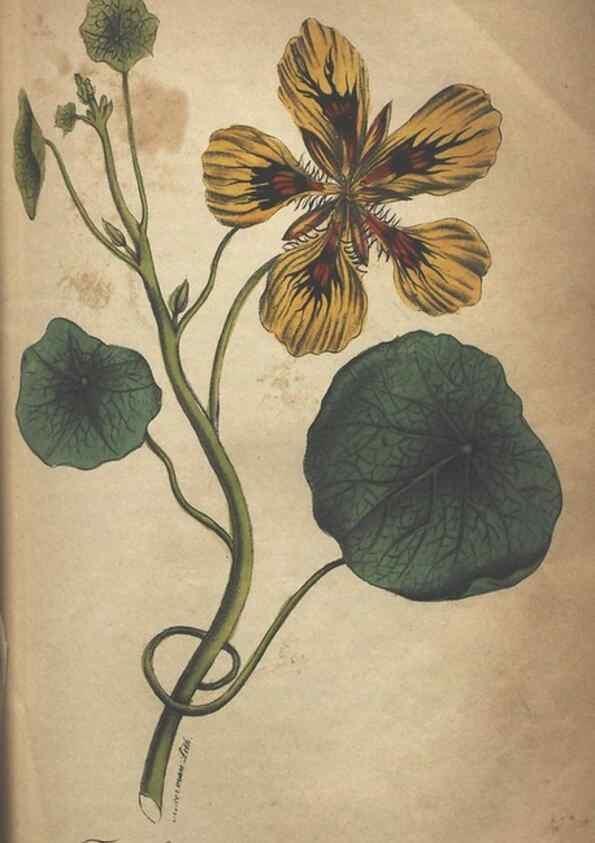 Reproducción/Reproduction 7166405339: The illustrated botany :. New York :J.K. Wellman,1846-1847.