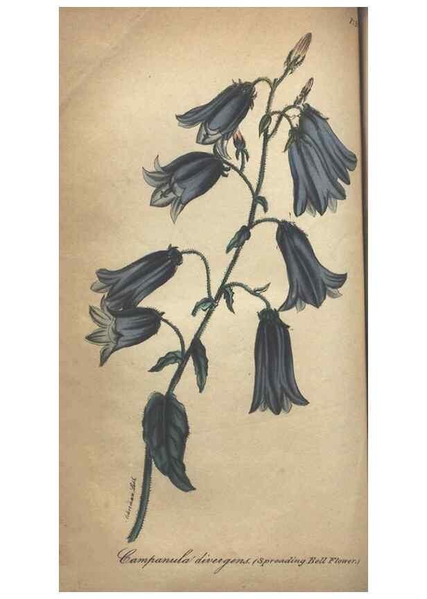 Reproducción/Reproduction 7351615838: The illustrated botany :. New York :J.K. Wellman,1846-1847.