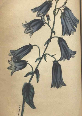 Reproducción/Reproduction 7351615838: The illustrated botany :. New York :J.K. Wellman,1846-1847.