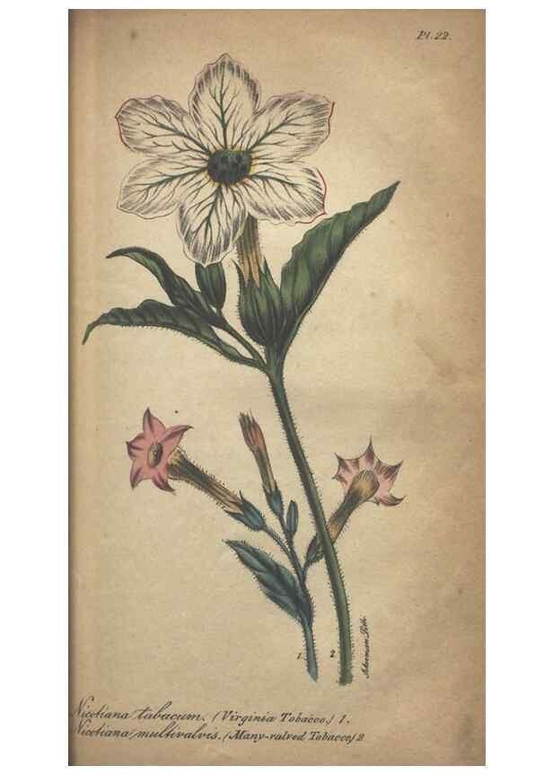 Reproducción/Reproduction 7166406881: The illustrated botany :. New York :J.K. Wellman,1846-1847.