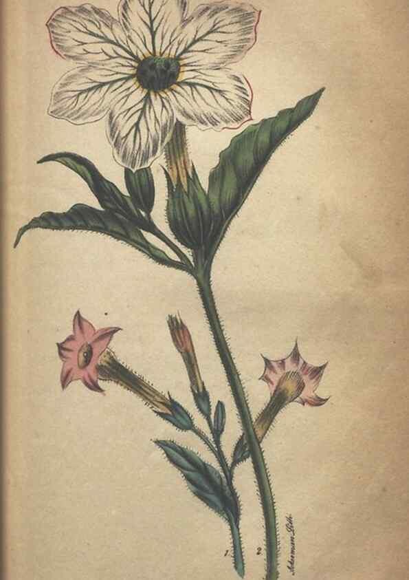 Reproducción/Reproduction 7166406881: The illustrated botany :. New York :J.K. Wellman,1846-1847.