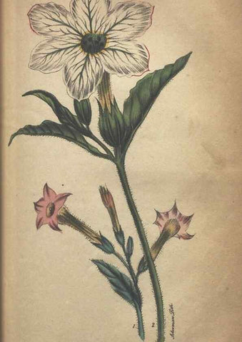 Reproducción/Reproduction 7166406881: The illustrated botany :. New York :J.K. Wellman,1846-1847.