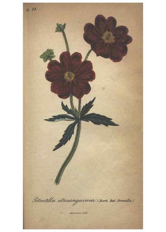 Reproducción/Reproduction 7166407837: The illustrated botany :. New York :J.K. Wellman,1846-1847.