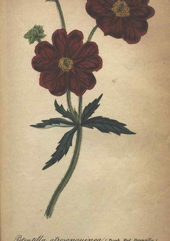 Reproducción/Reproduction 7166407837: The illustrated botany :. New York :J.K. Wellman,1846-1847.