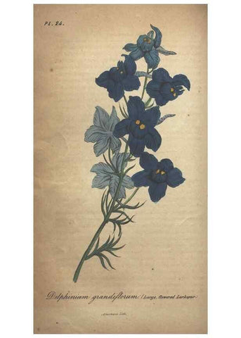 Reproducción/Reproduction 7166408729: The illustrated botany :. New York :J.K. Wellman,1846-1847.