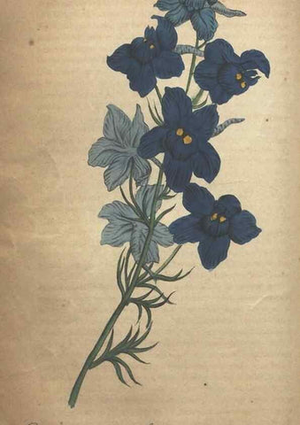 Reproducción/Reproduction 7166408729: The illustrated botany :. New York :J.K. Wellman,1846-1847.