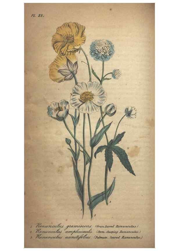 Reproducción/Reproduction 7351619122: The illustrated botany :. New York :J.K. Wellman,1846-1847.