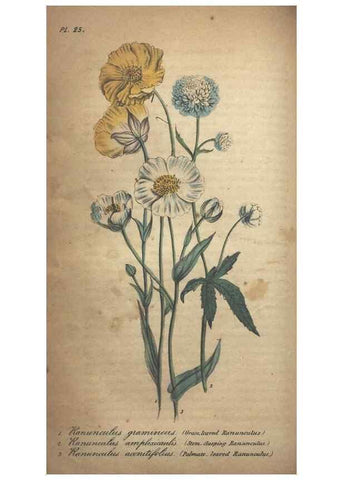 Reproducción/Reproduction 7351619122: The illustrated botany :. New York :J.K. Wellman,1846-1847.