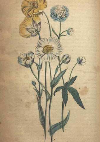 Reproducción/Reproduction 7351619122: The illustrated botany :. New York :J.K. Wellman,1846-1847.