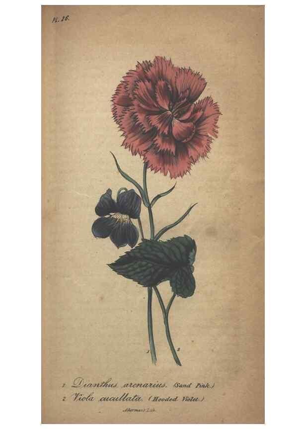 Reproducción/Reproduction 7166410791: The illustrated botany :. New York :J.K. Wellman,1846-1847.