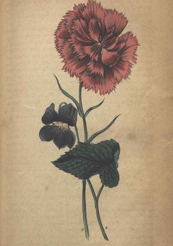 Reproducción/Reproduction 7166410791: The illustrated botany :. New York :J.K. Wellman,1846-1847.