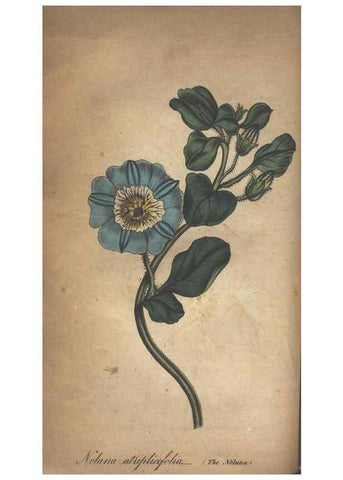 Reproducción/Reproduction 7351603376: The illustrated botany :. New York :J.K. Wellman,1846-1847.