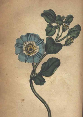 Reproducción/Reproduction 7351603376: The illustrated botany :. New York :J.K. Wellman,1846-1847.