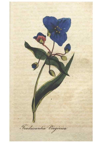 Reproducción/Reproduction 7166392613: The illustrated botany :. New York :J.K. Wellman,1846-1847.