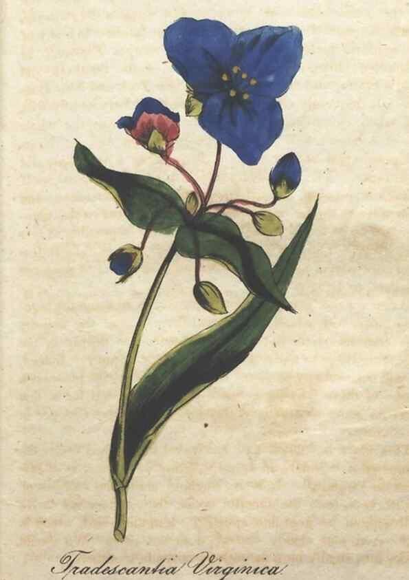 Reproducción/Reproduction 7166392613: The illustrated botany :. New York :J.K. Wellman,1846-1847.