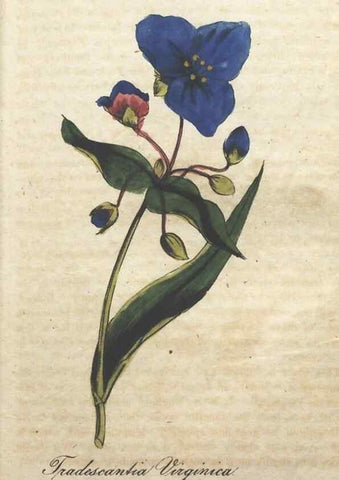 Reproducción/Reproduction 7166392613: The illustrated botany :. New York :J.K. Wellman,1846-1847.