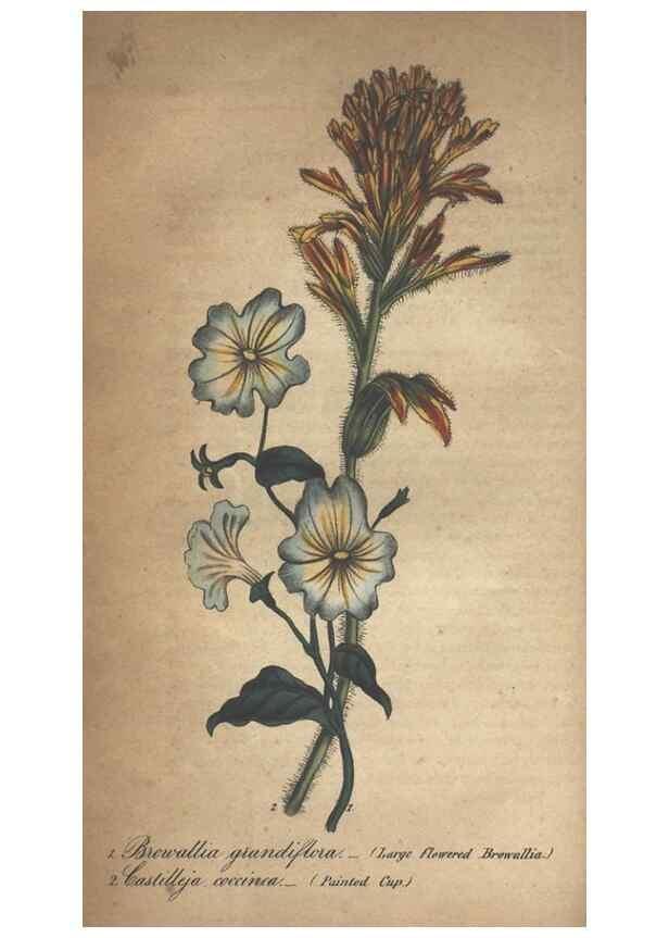 Reproducción/Reproduction 7166392075: The illustrated botany :. New York :J.K. Wellman,1846-1847.