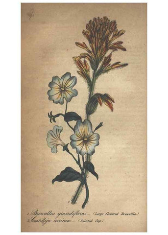 Reproducción/Reproduction 7166392075: The illustrated botany :. New York :J.K. Wellman,1846-1847.