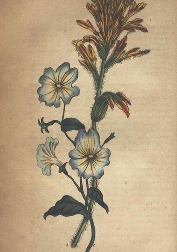 Reproducción/Reproduction 7166392075: The illustrated botany :. New York :J.K. Wellman,1846-1847.