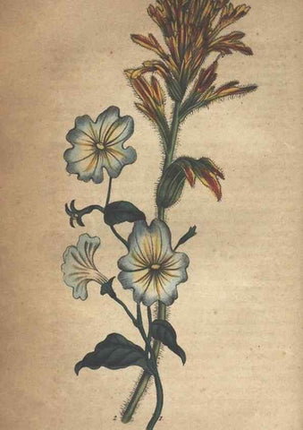 Reproducción/Reproduction 7166392075: The illustrated botany :. New York :J.K. Wellman,1846-1847.