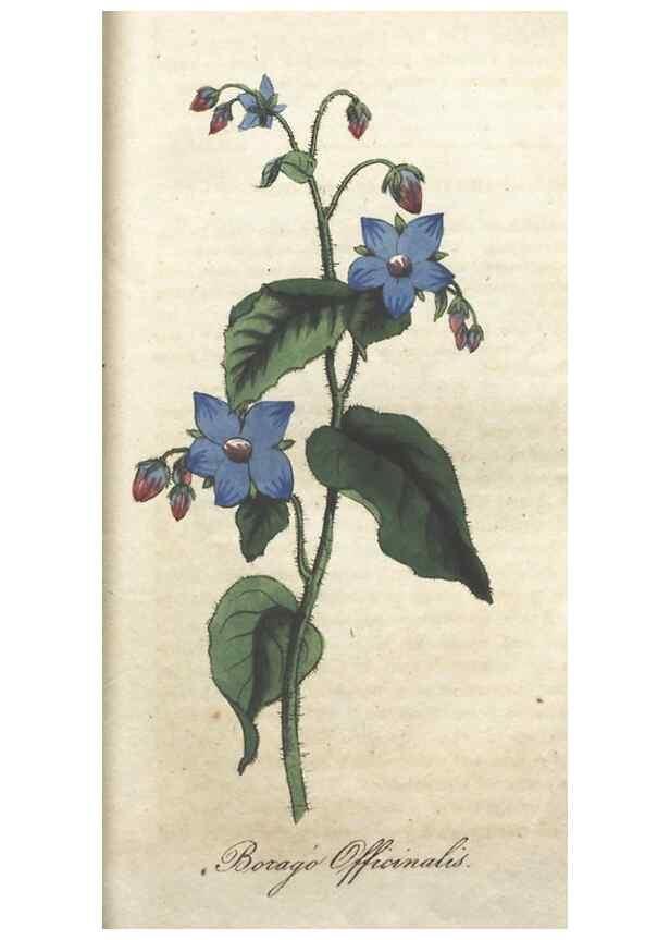 Reproducción/Reproduction 7351601124: The illustrated botany :. New York :J.K. Wellman,1846-1847.