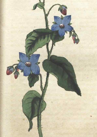 Reproducción/Reproduction 7351601124: The illustrated botany :. New York :J.K. Wellman,1846-1847.