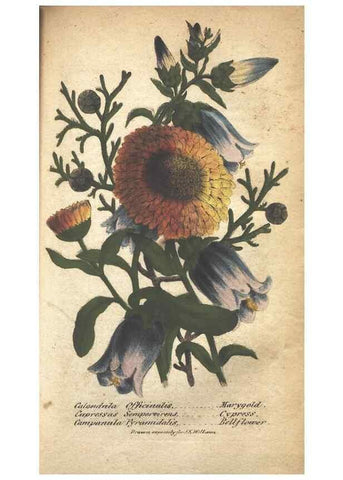 Reproducción/Reproduction 7166340281: The illustrated botany :. New York :J.K. Wellman,1846-1847.