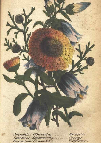 Reproducción/Reproduction 7166340281: The illustrated botany :. New York :J.K. Wellman,1846-1847.