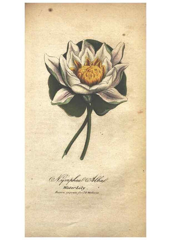 Reproducción/Reproduction 7166341413: The illustrated botany :. New York :J.K. Wellman,1846-1847.