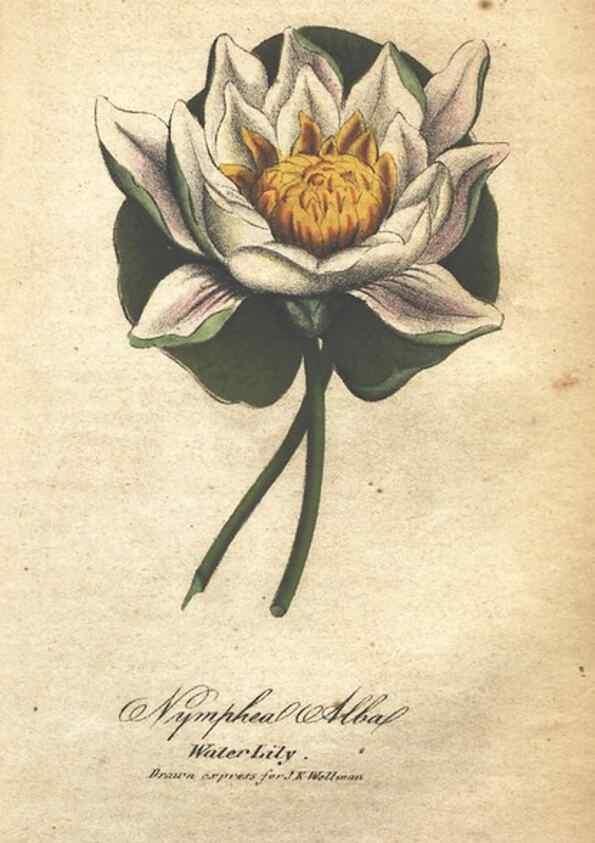 Reproducción/Reproduction 7166341413: The illustrated botany :. New York :J.K. Wellman,1846-1847.