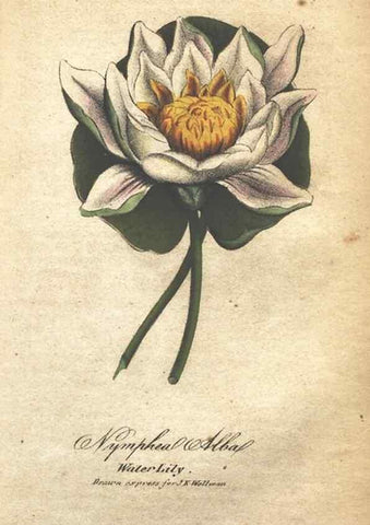 Reproducción/Reproduction 7166341413: The illustrated botany :. New York :J.K. Wellman,1846-1847.