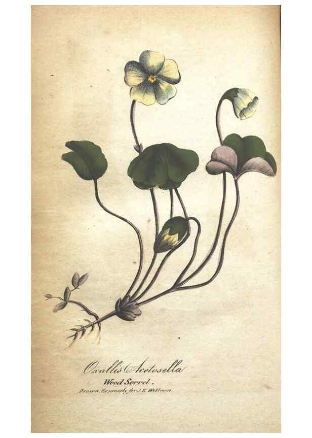 Reproducción/Reproduction 7351552164: The illustrated botany :. New York :J.K. Wellman,1846-1847.