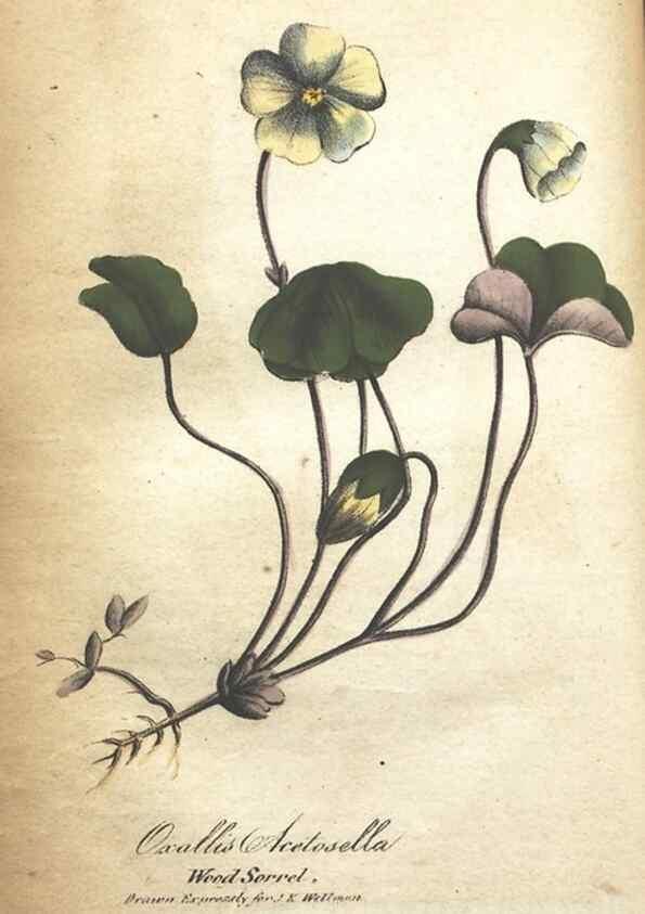 Reproducción/Reproduction 7351552164: The illustrated botany :. New York :J.K. Wellman,1846-1847.