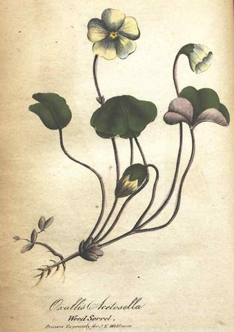 Reproducción/Reproduction 7351552164: The illustrated botany :. New York :J.K. Wellman,1846-1847.