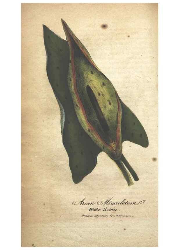 Reproducción/Reproduction 7351553236: The illustrated botany :. New York :J.K. Wellman,1846-1847.