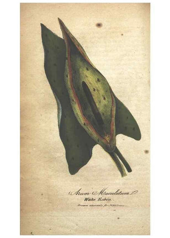 Reproducción/Reproduction 7351553236: The illustrated botany :. New York :J.K. Wellman,1846-1847.