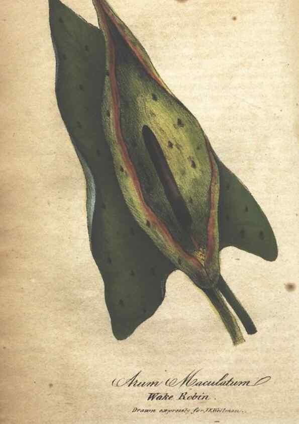 Reproducción/Reproduction 7351553236: The illustrated botany :. New York :J.K. Wellman,1846-1847.