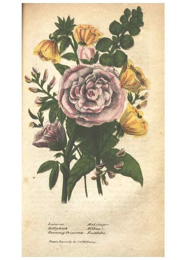 Reproducción/Reproduction 7166344467: The illustrated botany :. New York :J.K. Wellman,1846-1847.