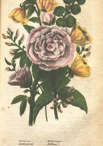 Reproducción/Reproduction 7166344467: The illustrated botany :. New York :J.K. Wellman,1846-1847.
