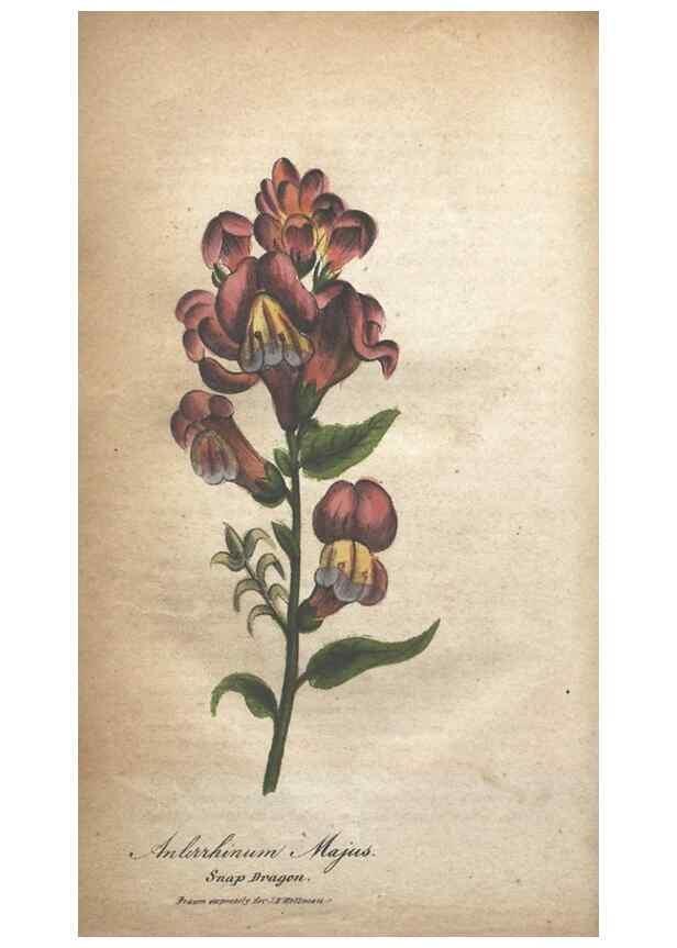Reproducción/Reproduction 7166345475: The illustrated botany :. New York :J.K. Wellman,1846-1847.