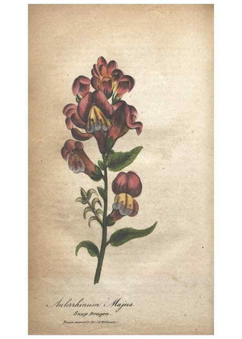 Reproducción/Reproduction 7166345475: The illustrated botany :. New York :J.K. Wellman,1846-1847.