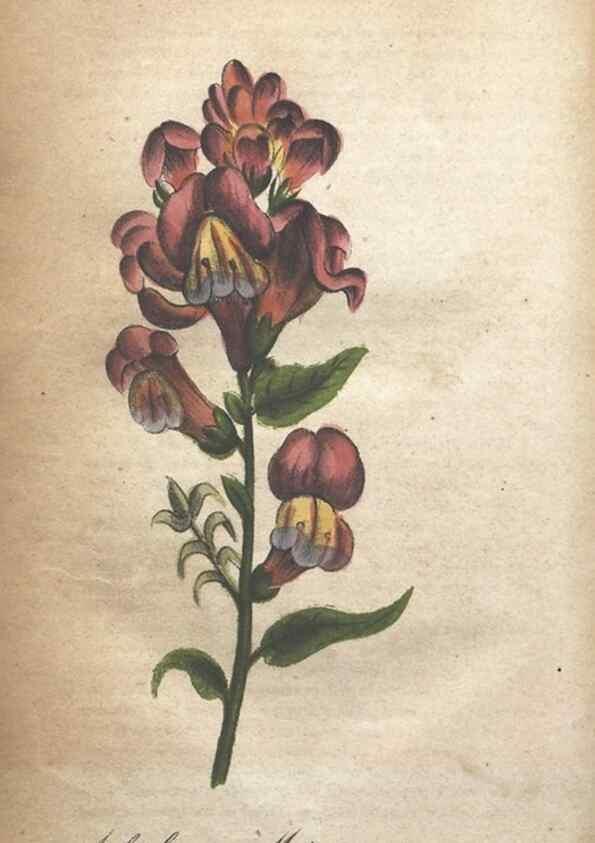 Reproducción/Reproduction 7166345475: The illustrated botany :. New York :J.K. Wellman,1846-1847.