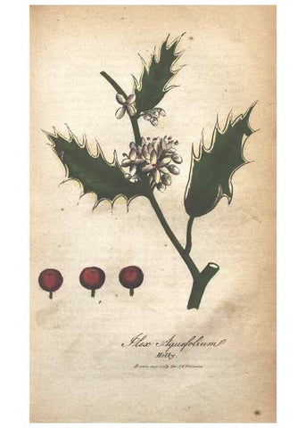 Reproducción/Reproduction 7351556118: The illustrated botany :. New York :J.K. Wellman,1846-1847.