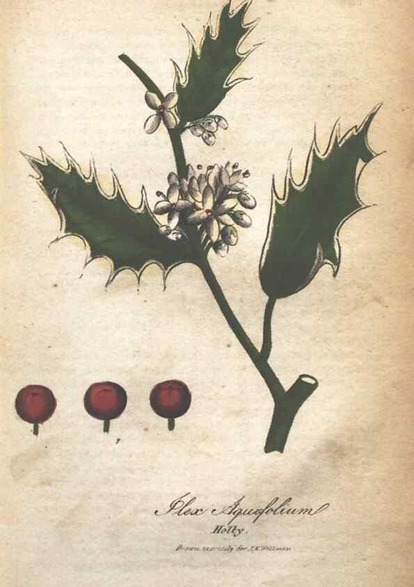 Reproducción/Reproduction 7351556118: The illustrated botany :. New York :J.K. Wellman,1846-1847.
