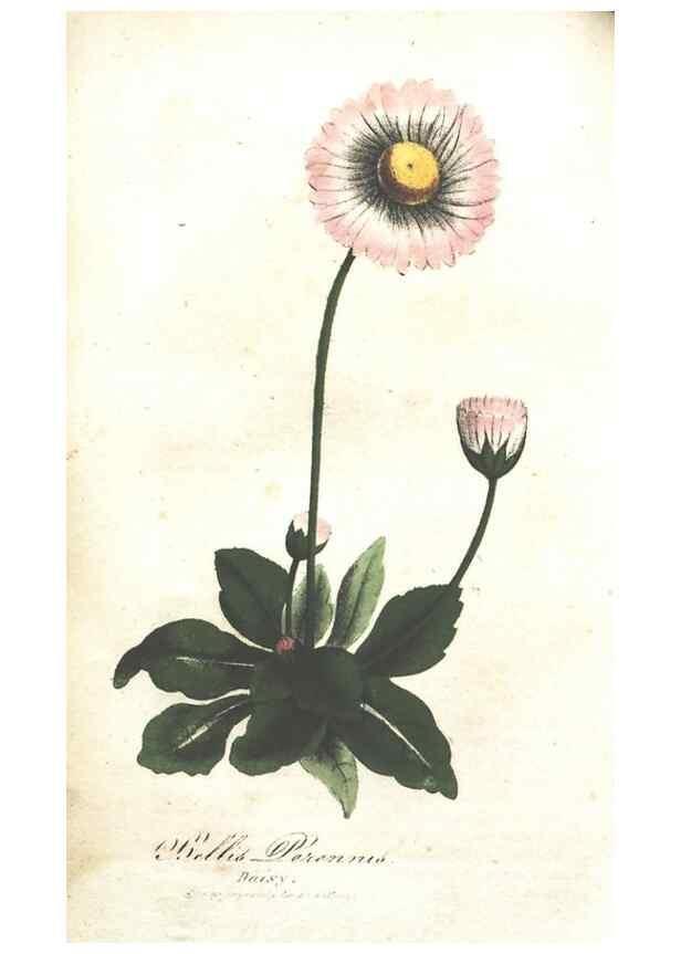 Reproducción/Reproduction 7166338297: The illustrated botany :. New York :J.K. Wellman,1846-1847.